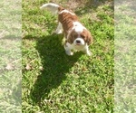 Small Photo #5 Cavalier King Charles Spaniel Puppy For Sale in SPRING BRANCH, TX, USA