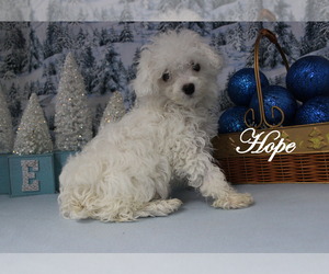 Cavachon Puppy for sale in CHANUTE, KS, USA
