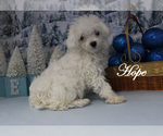 Small Photo #1 Poodle (Toy) Puppy For Sale in CHANUTE, KS, USA