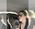 Small #4 Neapolitan Mastiff