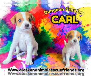 Carl - Male Jack Russell Terrier-Unknown Mix Dog for Adoption - Photo #2