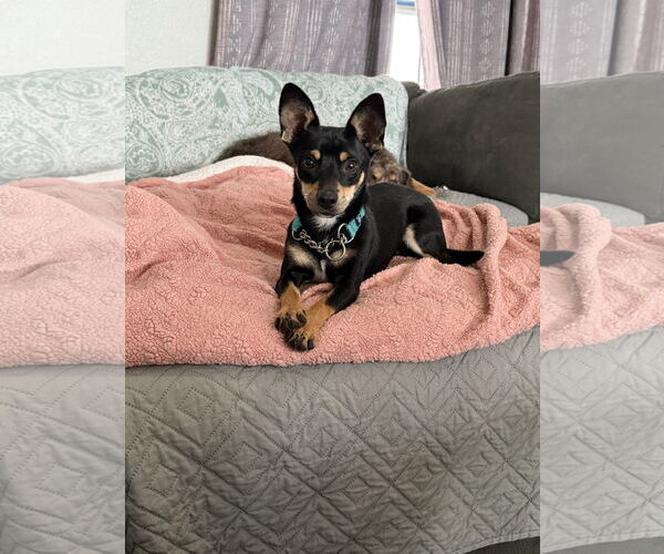 Medium Photo #1 Chihuahua-Unknown Mix Puppy For Sale in Polson, MT, USA