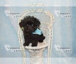 Small #6 Maltipoo