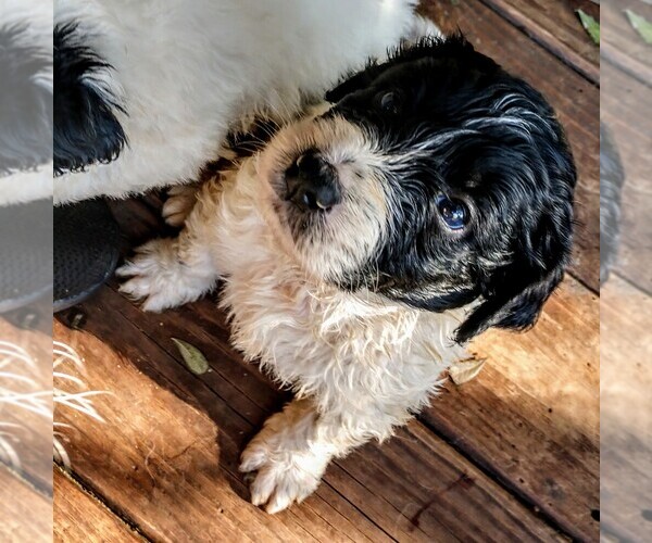 Medium Photo #6 Pyredoodle Puppy For Sale in MARION, TX, USA