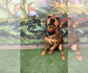 Redbone Coonhound Dogs for adoption in Globe, AZ, USA
