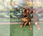 Small Redbone Coonhound