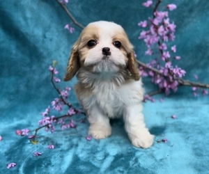 Cavapoo Puppy for sale in WEST POINT, VA, USA