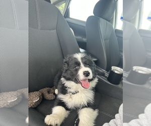 Border Collie Puppy for sale in SALINAS, CA, USA