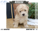 Small #12 Poovanese