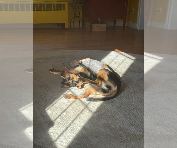 Medium Photo #6 Mutt Puppy For Sale in pomfret, CT, USA