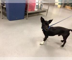Chihuahua Dogs for adoption in Riverside, CA, USA
