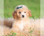 Puppy Archie AKC Poodle (Miniature)