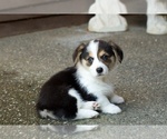 Small Photo #3 Pembroke Welsh Corgi Puppy For Sale in LYNDEN, WA, USA