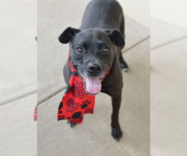 Medium Photo #1 American Staffordshire Terrier-Unknown Mix Puppy For Sale in McKinney, TX, USA