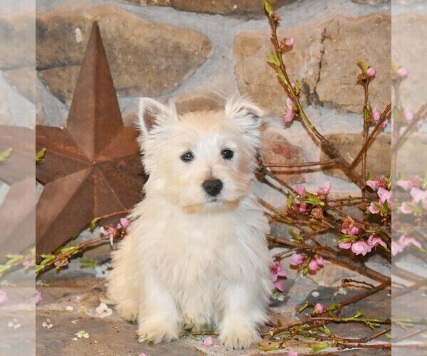 Medium Photo #1 West Highland White Terrier Puppy For Sale in ROMNEY, WV, USA