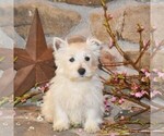 Puppy Blossom West Highland White Terrier