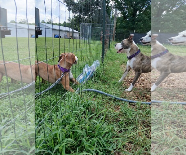 Medium Photo #10 Beagle-Unknown Mix Puppy For Sale in Rustburg, VA, USA