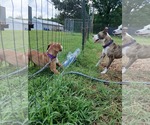Small Photo #10 Beagle-Unknown Mix Puppy For Sale in Rustburg, VA, USA