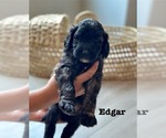 Small #11 Goldendoodle