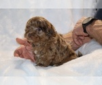 Small #1 ShihPoo