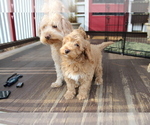 Small Photo #9 Goldendoodle Puppy For Sale in HARTFORD, CT, USA