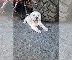 Puppy Green Labrador Retriever