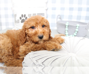 Goldendoodle-Poodle (Miniature) Mix Puppy for sale in MARIETTA, GA, USA
