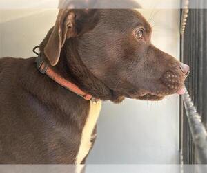American Pit Bull Terrier-Unknown Mix Dogs for adoption in Houston, TX, USA