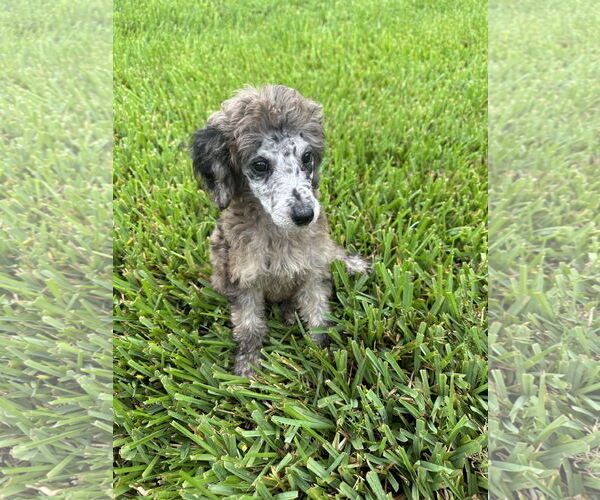 Medium Photo #4 Poodle (Miniature) Puppy For Sale in Valrico, FL, USA