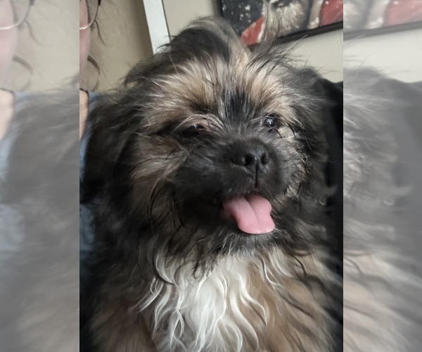 Medium Photo #1 Shiranian Puppy For Sale in PLAINFIELD, IL, USA