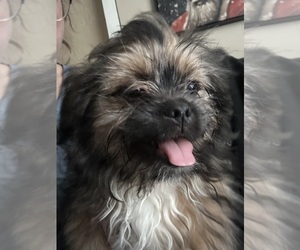 Shiranian Puppy for sale in PLAINFIELD, IL, USA