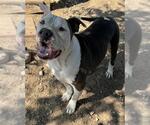 Small American Staffordshire Terrier