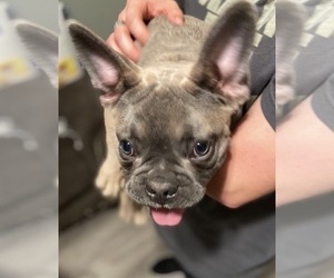 French Bulldog Puppy for sale in LUBBOCK, TX, USA