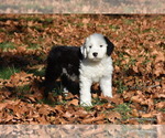 Small Photo #2 Old English Sheepdog Puppy For Sale in MARIONVILLE, MO, USA