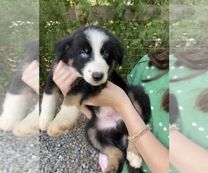 Australian Shepherd Puppy for Sale in CUMMING, Georgia USA