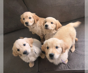 Golden Retriever Puppy for Sale in KENNEWICK, Washington USA