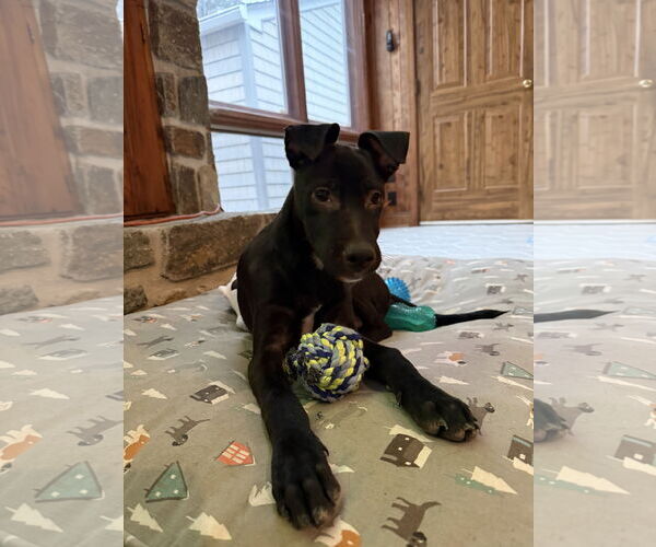 Medium Photo #3 Chihuahua-Labrador Retriever Mix Puppy For Sale in Virginia Beach, VA, USA