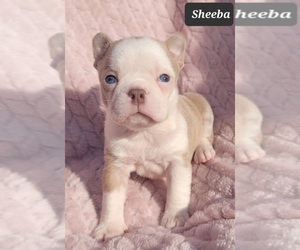 Boston Terrier Puppy for sale in POMEROY, OH, USA