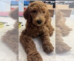 Small #23 Goldendoodle