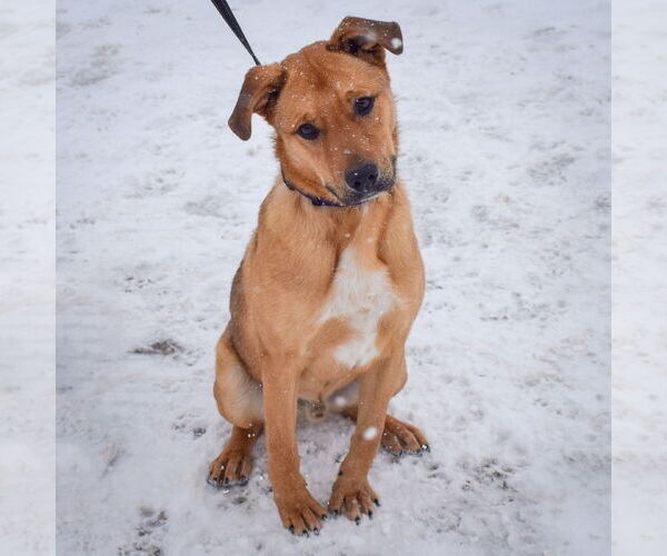 Medium Photo #7 Shepradors Puppy For Sale in Huntley, IL, USA