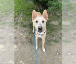 Small #1 Labrador Retriever Mix