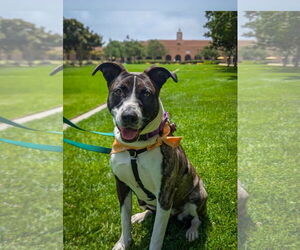 Medium American Pit Bull Terrier-Labrador Retriever Mix