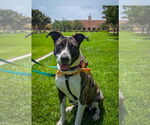 Small American Pit Bull Terrier-Labrador Retriever Mix