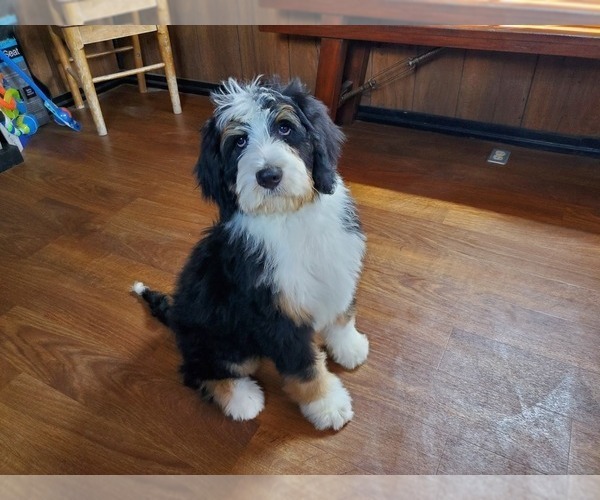 Medium Photo #2 Bernedoodle Puppy For Sale in COLORADO SPRINGS, CO, USA