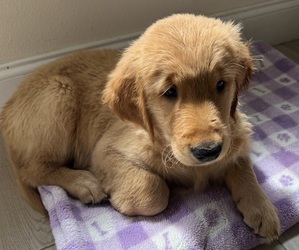 Golden Retriever Litter for sale in ORLANDO, FL, USA