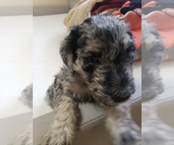Medium Photo #18 Labradoodle Puppy For Sale in SAN ANTONIO, TX, USA