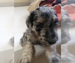 Small Photo #18 Labradoodle Puppy For Sale in SAN ANTONIO, TX, USA