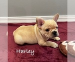 Small #5 French Bulldog