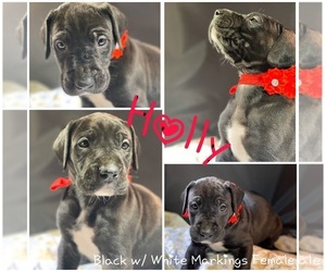 Great Dane Puppy for sale in CROWLEY, TX, USA