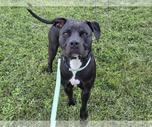 Medium Photo #1 American Pit Bull Terrier-Unknown Mix Puppy For Sale in Millersville, MD, USA